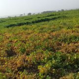 Mugtaba, 29 years old, Mbinga, Tanzania